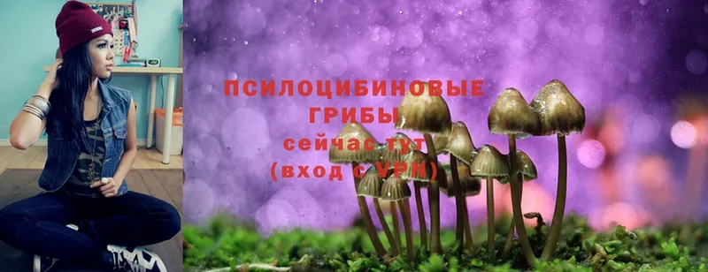 Галлюциногенные грибы Psilocybe  Богородск 